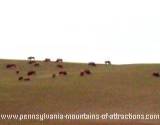 A herd of bison grazing at the Bison Corral