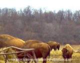 A herd of bison at the Bison Corral in a field