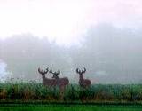 three deer standing on a foggy meadow in the Allegheny Mountains