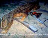 PA fall festival chainsaw sculpture alligator at Lakemont Park