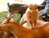 A baby goat on top standing on a calf at the petting zoo at the Kutztown Festival