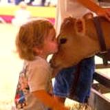 A little girl giving a cow a kiss at the Kutztown Fair