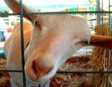 A goat looking into the camera at a PA Fair