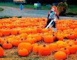 beautiful pumpkin patch with scarecrow in the center