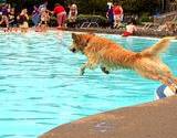 photo of dog jumping into the swimming pool on dog days at Sandcastle Water Park
