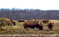 photo of a buffalo ranch on historic PA Lincoln Highway