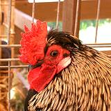 A chicken on display at the Cambria County Fair