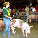 A photo of girl showing off the pigs she raised at Clearfield County Fair