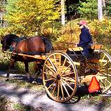 photo of a person riding a horse drawn cart at Cooks Forest PA State Park