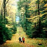 photo of a hiking trail at Cooks Forest PA State Park