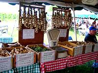 A garlic market at the Pocono Garlic Festival