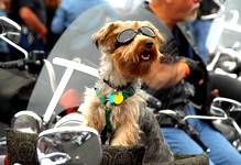 small black and brown dog sitting on a motorcycle with sunglasses at Johnstown's Thunder in the Valley Event