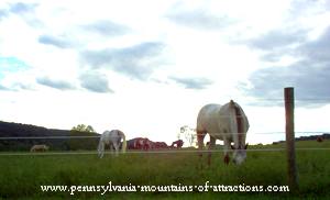 horse grazing in a meadow on the road to Canoe Creek State Park