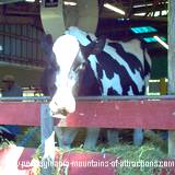 A cow posing for it photo at the Huntingdon County Fair