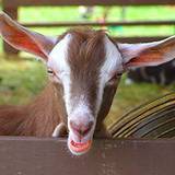 A goat at the Kutztown Fair