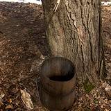 photo of maple tree tapping at the Pennsylvania Maple Festival