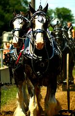 Beautiful horses parade through a PA Fair