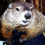 A beautiful closeup of Pennsylvania's famous Punxsultawney Phil