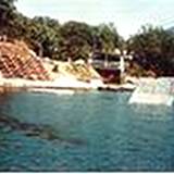 photo of Raystown Ray swimming under water