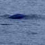 photo of Raystown Ray's back popping out of the water