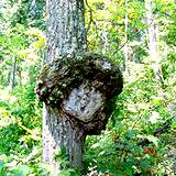 Natural tree carving with moss that looks like a bird in Shawnee State Park