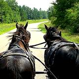 photo of the view of two horses from the Appalachian Wagon Train
