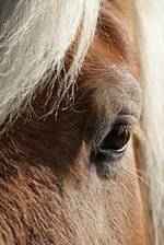 photo of a side view of a horse's head traveling along with the Appalachian Wagon Train