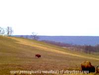 photo of a bison straying from the herd into the high field