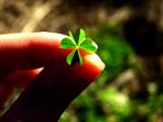 Fingers holding a 4 leaf clover