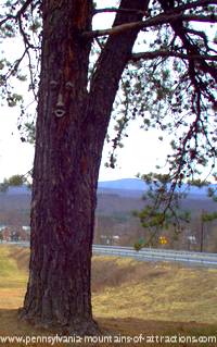 Tree carved in the Allegheny Mountains Historic PA Lincoln Highway